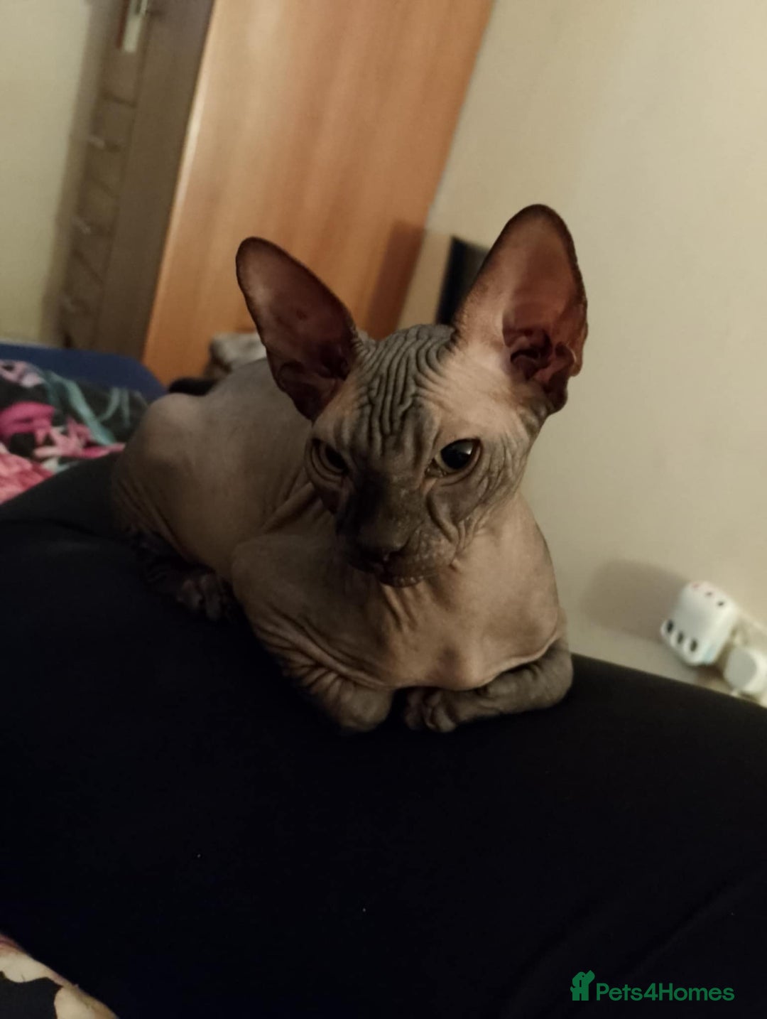 Sphynx cats for sale: 4 female canadian sphynx looking for home - Advert 18