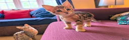 Savannah cats for sale: Exceptional marbled f3c TICA Savannah girl - Advert 4