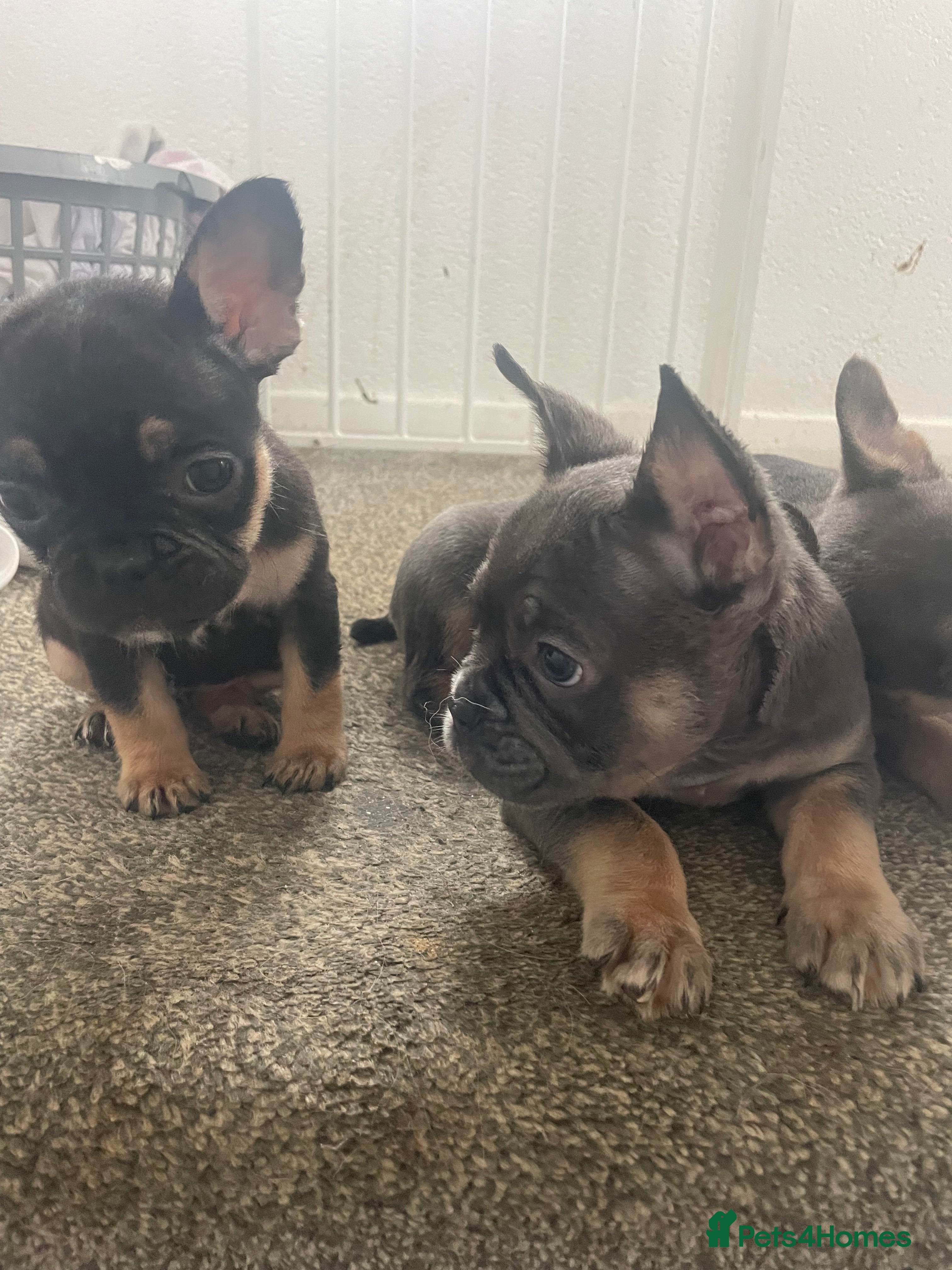 French Bulldog Puppy 5