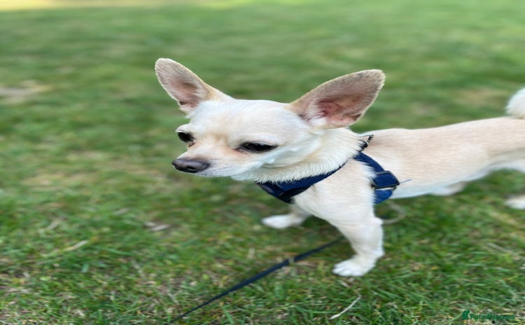 Chihuahua dogs - Advert 7