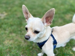 Chihuahua dogs - Advert 2