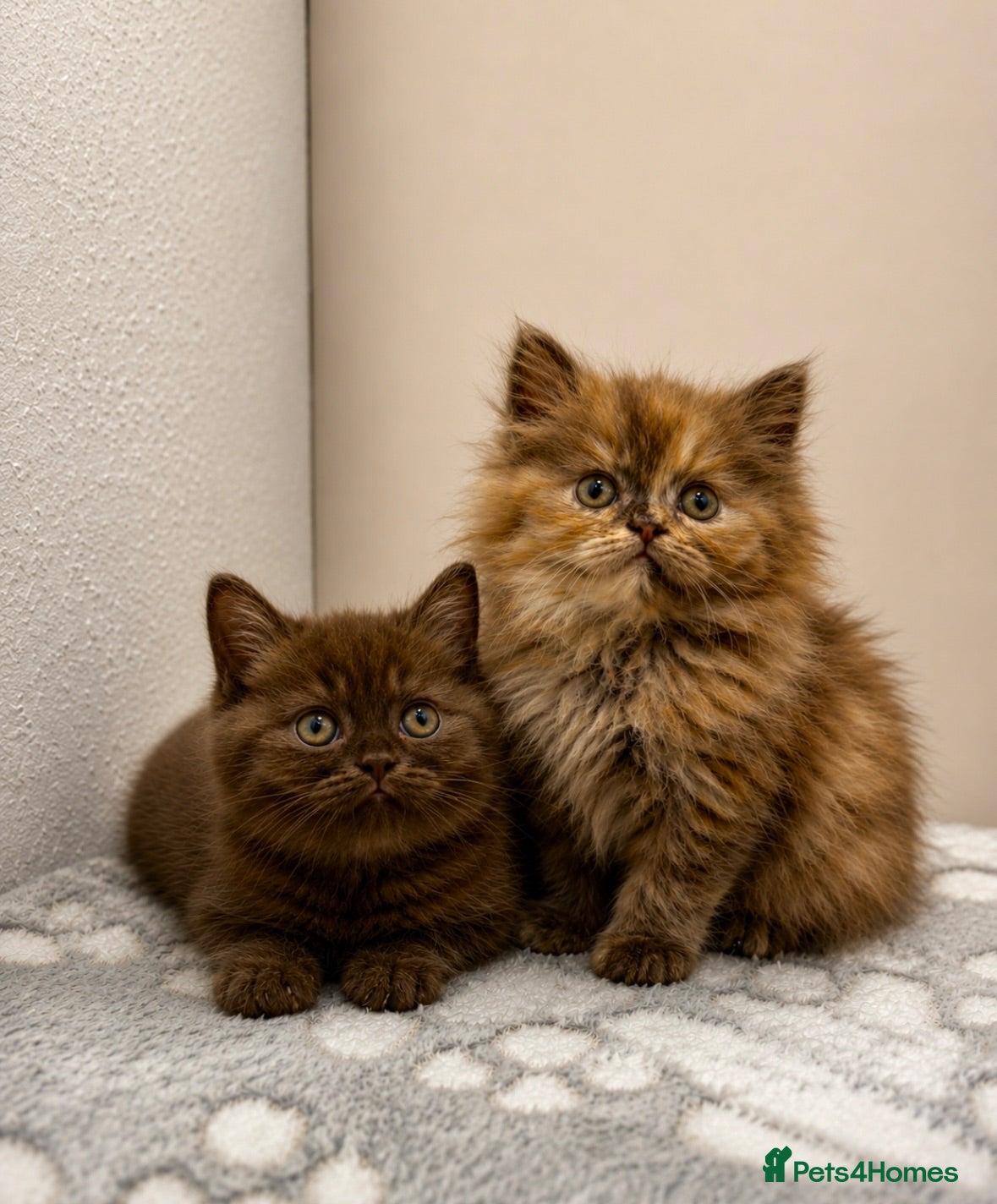 British Shorthair cats Chocolate/Chocolate Tortie British short/longhair - Advert 11