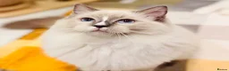 Ragdoll cats for sale: 🩵✨ STUNNING GCCF REGISTERED RAGDOLL GIRLS - Advert 4