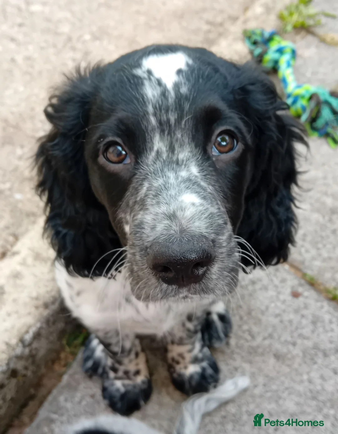 Cocker Spaniel dogs for sale: 1 Stunning Male Blue Roan Working Cocker Spaniel  - Advert 1