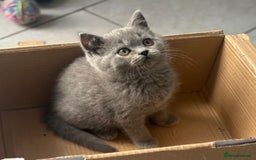 British Shorthair cats for sale: Stunning British Shorthair kittens - Image 5