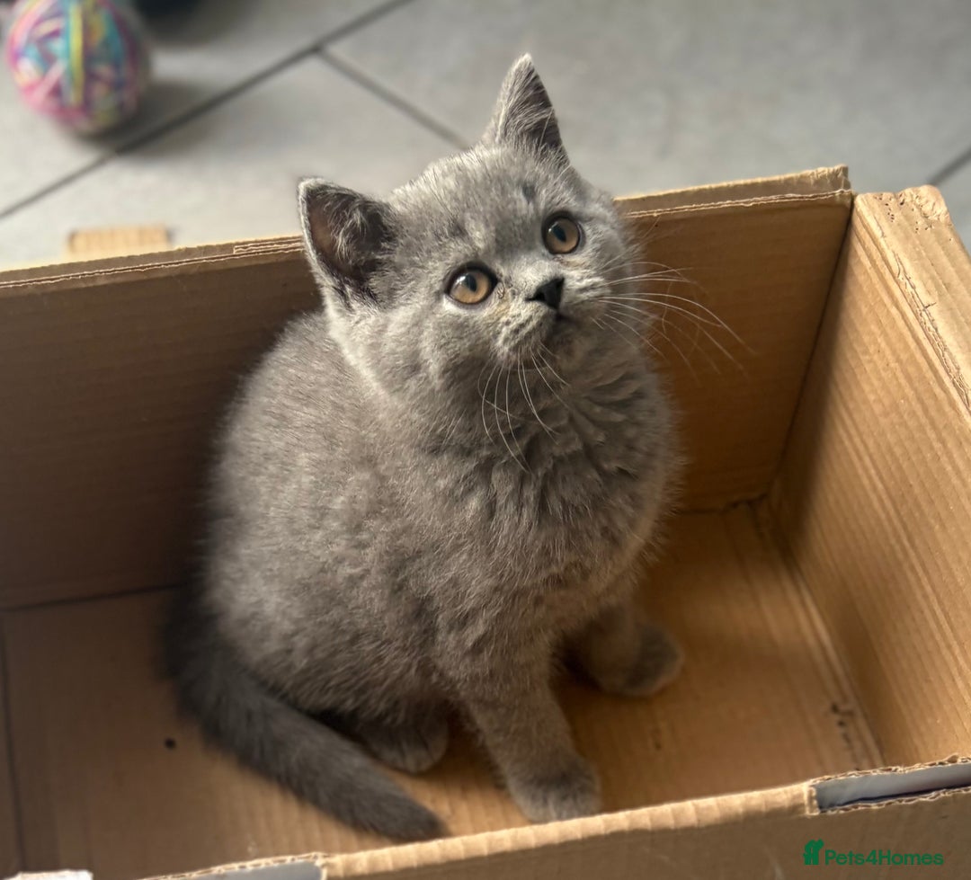 British Shorthair cats for sale: Stunning British Shorthair kittens - Image 5
