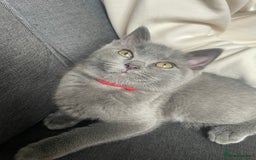 British Shorthair cats for sale: BSH x Ragdoll - Ready Now - Image 6