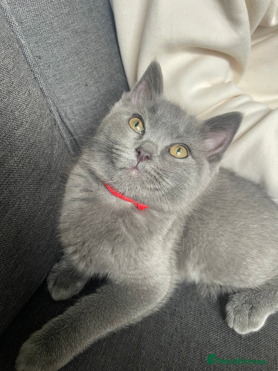 British Shorthair cats for sale: BSH x Ragdoll - Ready Now - Image 6