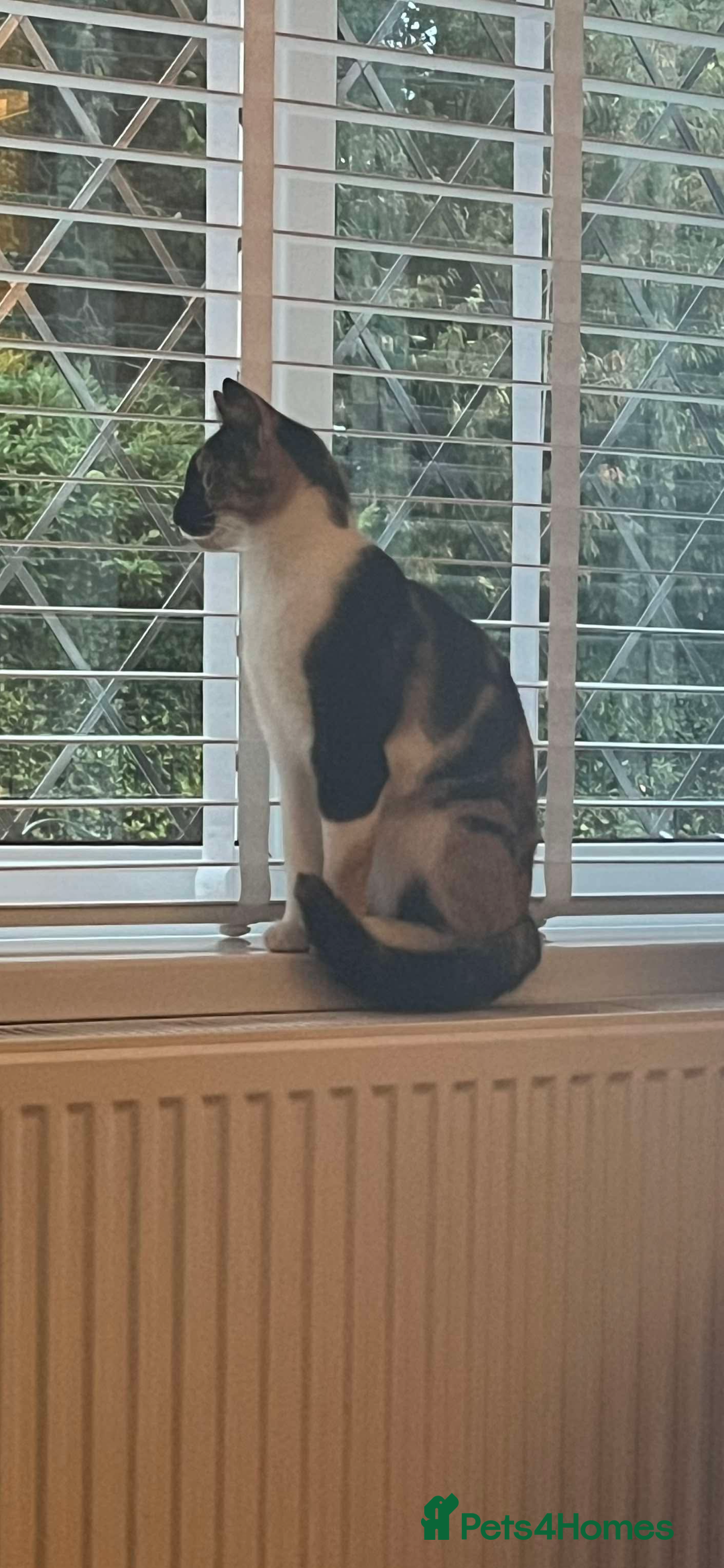Mixed Breed cats for sale: 2 year old Calico cat looking for loving home  - Advert 2