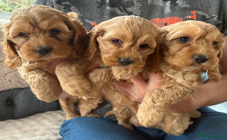 Cockapoo dogs - Advert 1