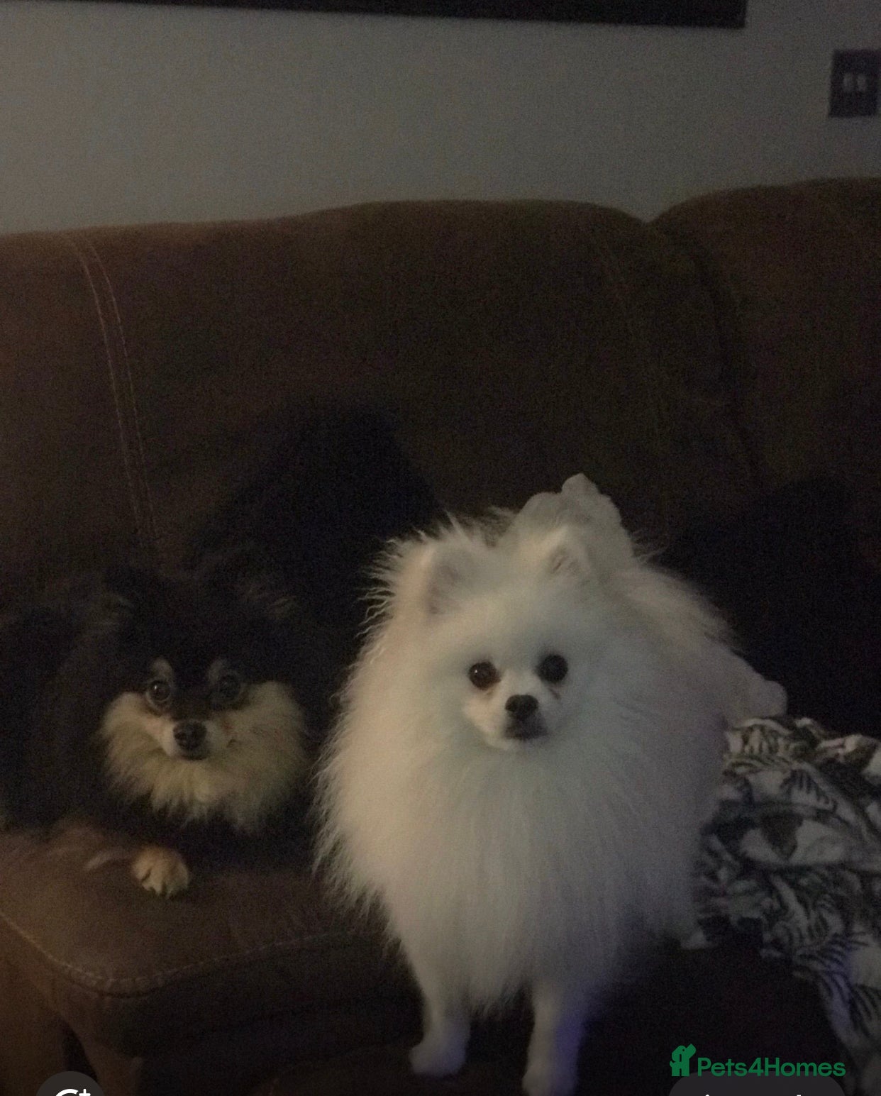 Pomeranian dogs Bruce’s the most loving handsome. Pomeranian  - Advert 1