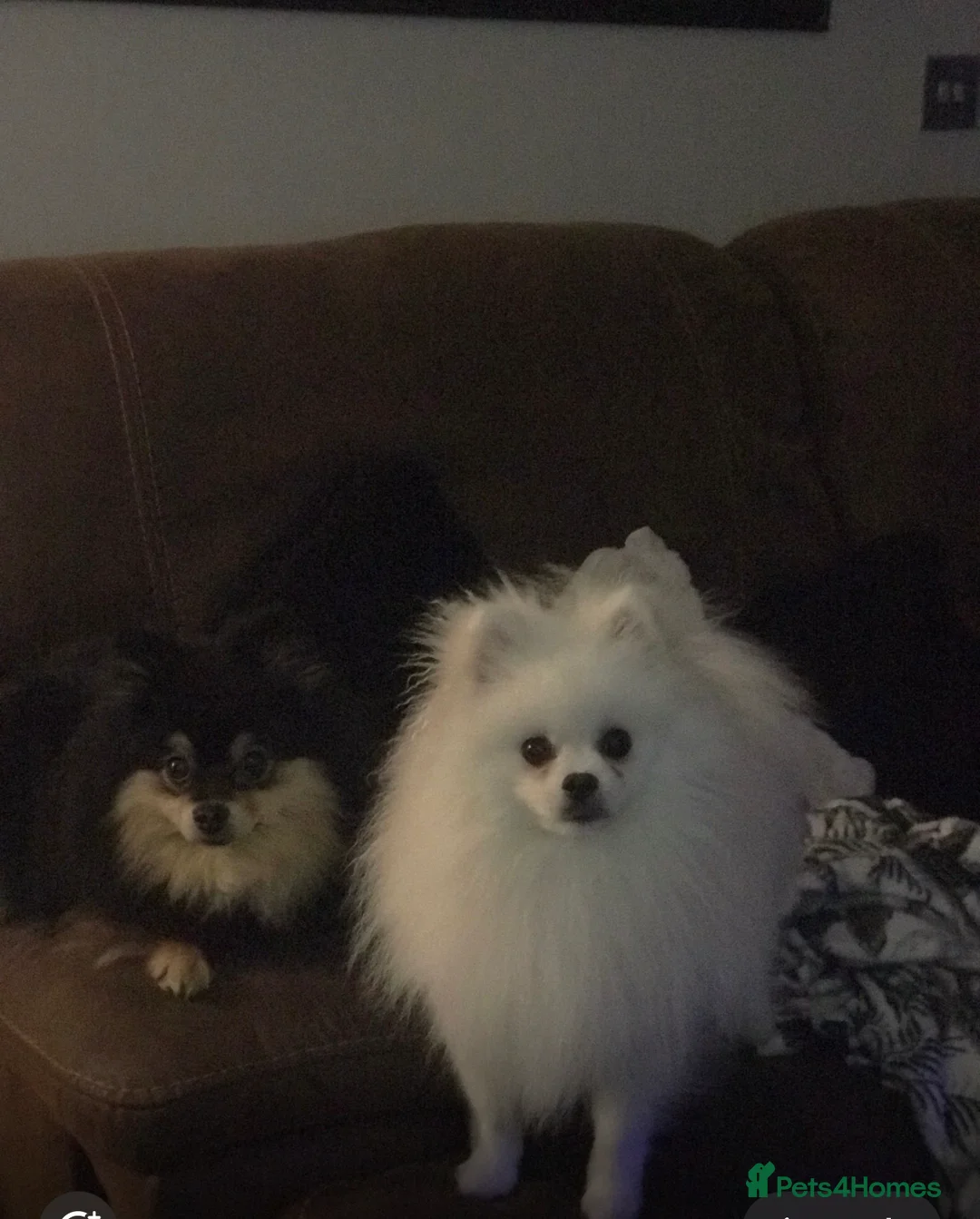 Pomeranian dogs for sale: Bruce’s the most loving handsome. Pomeranian  - Advert 1