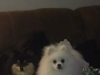 Pomeranian dogs Bruce’s the most loving handsome. Pomeranian - Advert 1