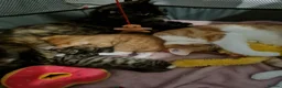 Mixed Breed cats for sale: Kittens - Advert 8