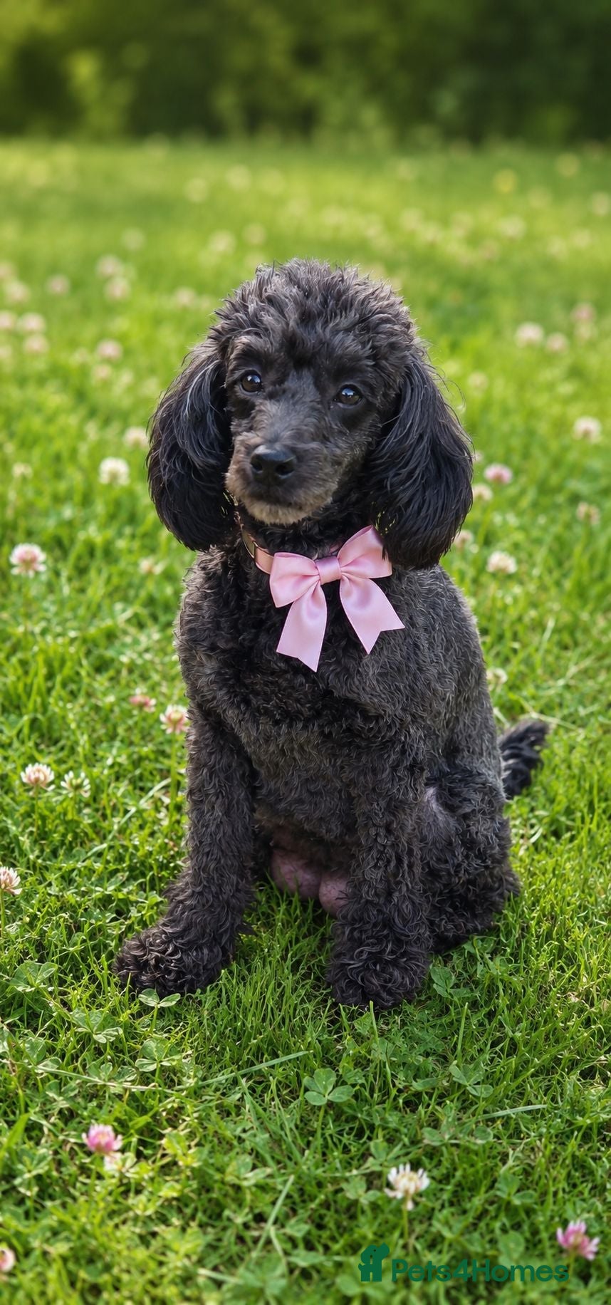Toy Poodle dogs Toy Poodle Puppies - Advert 8