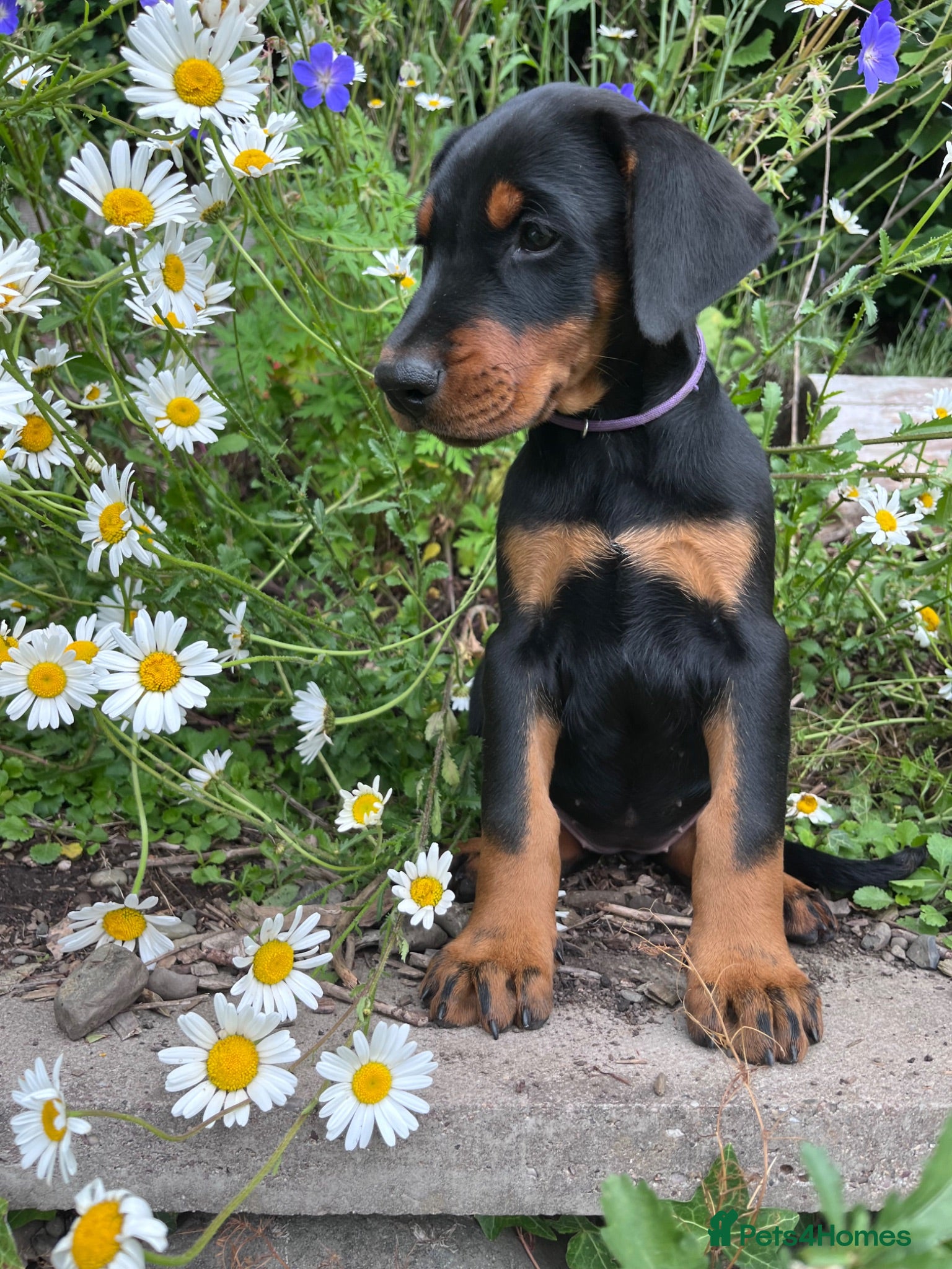 Dobermann dogs Outstanding KC Health tested Doberman puppies  - Advert 5