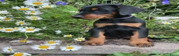 Dobermann dogs for sale: Outstanding KC Health tested Doberman puppies  - Advert 5