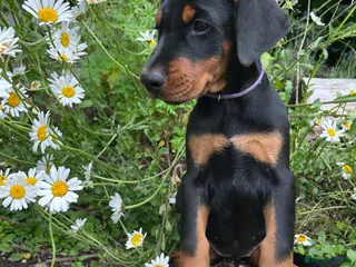 Dobermann dogs Outstanding KC Health tested Doberman puppies - Advert 5