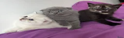 British Shorthair cats for sale: British shorthair  - Advert 5