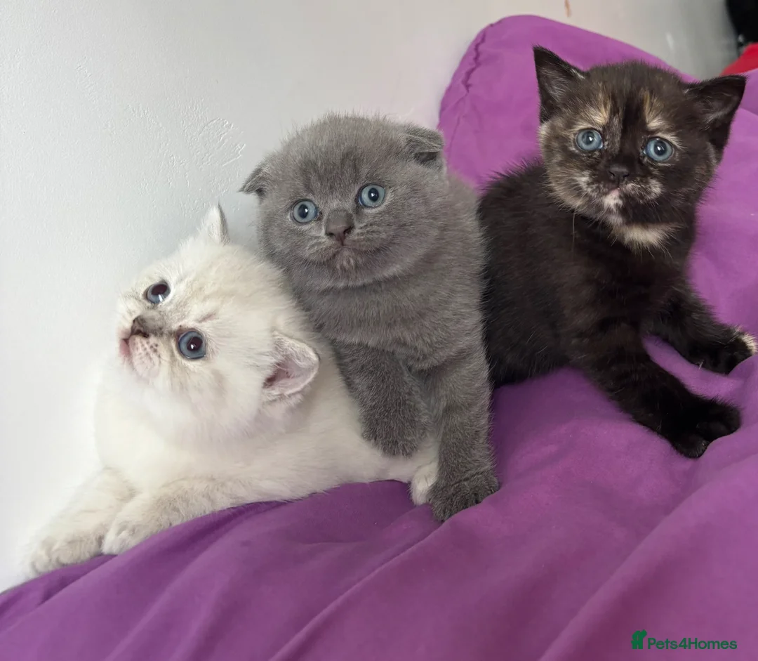 British Shorthair cats for sale: British shorthair  - Advert 5
