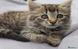 European cats for sale: Beautiful, friendly and playful kittens - Image 2
