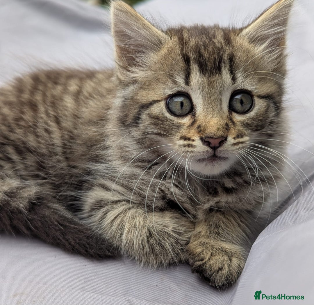 European cats for sale: Beautiful, friendly and playful kittens - Image 2