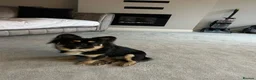 French Bulldog dogs for stud: DOG FOR. STUD ONLY - Advert 4