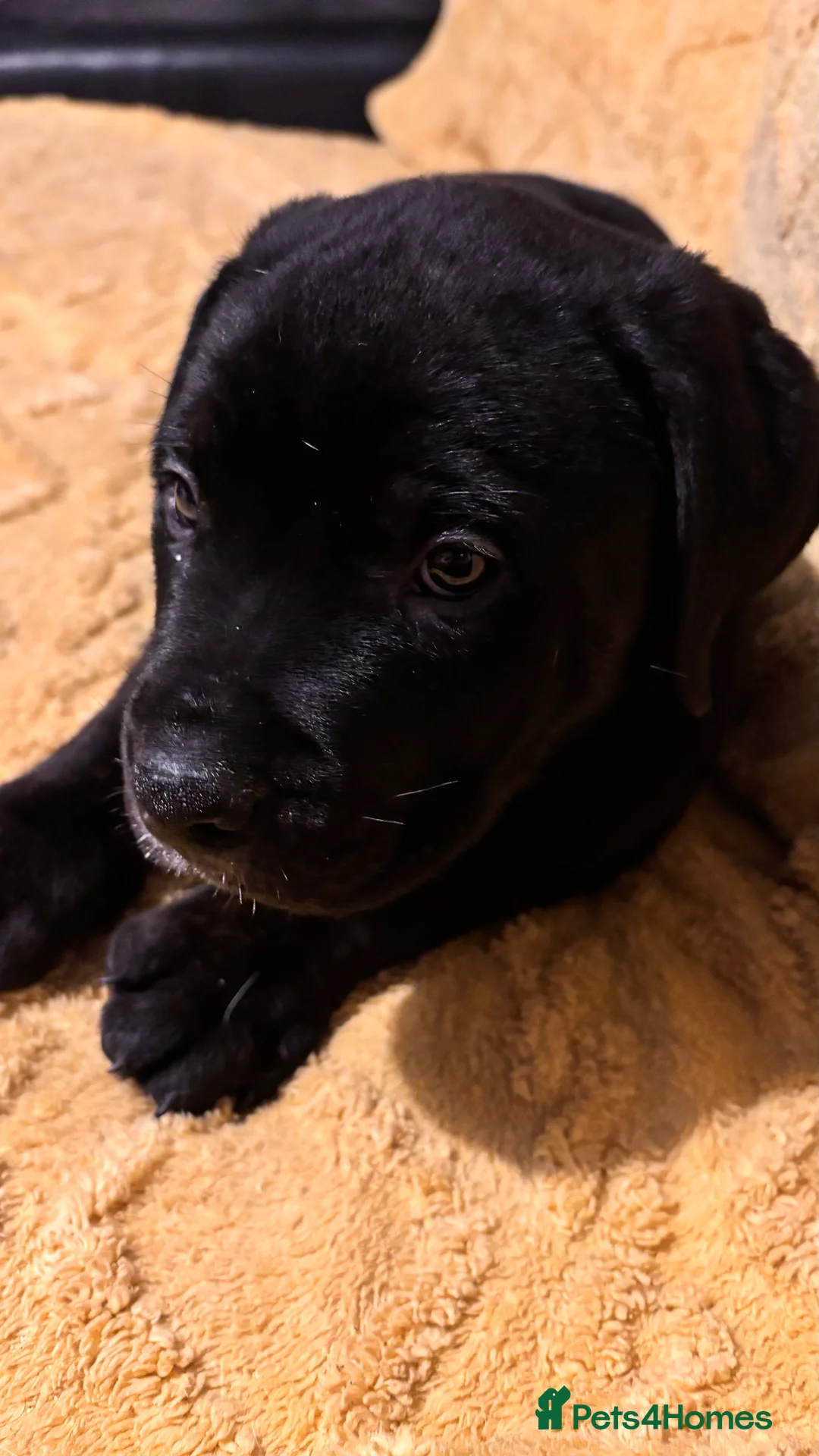 Mixed Breed dogs for sale: Rottweiler cross mixed breed - Advert 7