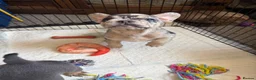 French Bulldog dogs for sale: Happy & Healthy French Bulldog puppies, two girls! - Advert 9