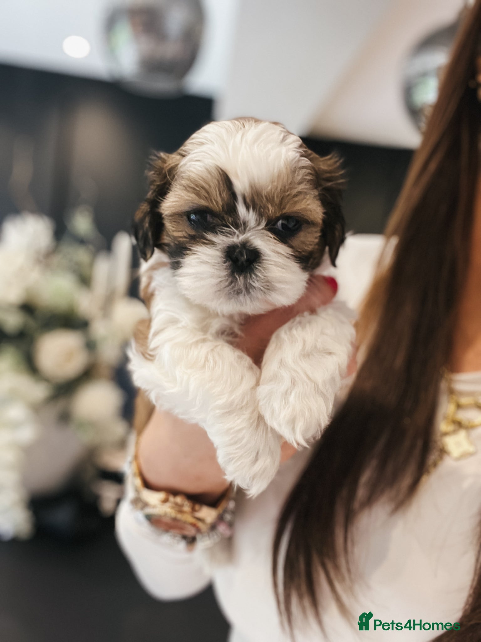 Shih Tzu dogs 🌟🐶Adorable Shih Tzu Puppies – 1 GIRL LEFT🩷🐶🌟 - Advert 6