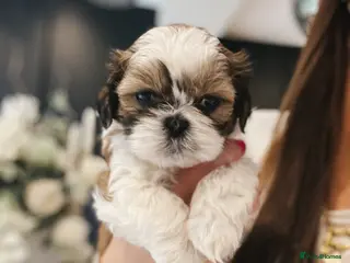 Shih Tzu dogs 🌟🐶Adorable Shih Tzu Puppies – 1 GIRL LEFT🩷🐶🌟 - Advert 6