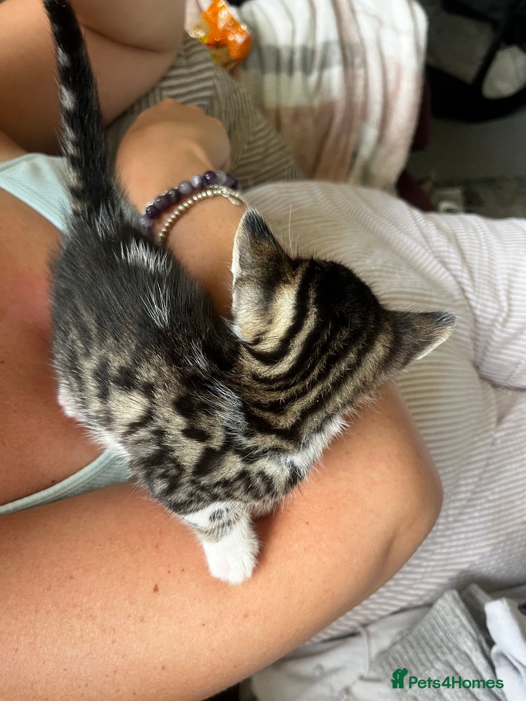 Bengal cats for sale: Only 1 little girl left. Needs her forever home xx in Oswestry - Image 17
