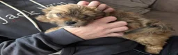 Havanese dogs for sale: KC Registered Havanese Boy  in Newtownards - Advert 4