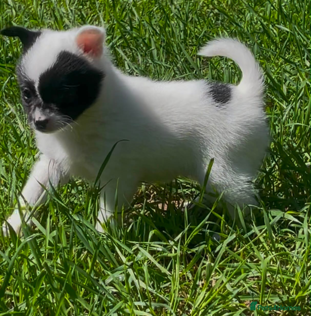 Pomchi dogs Beautiful girl for sale  - Advert 2
