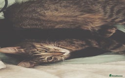 Ragdoll cats for sale: 4 male kittens for rehoming  - Advert 1