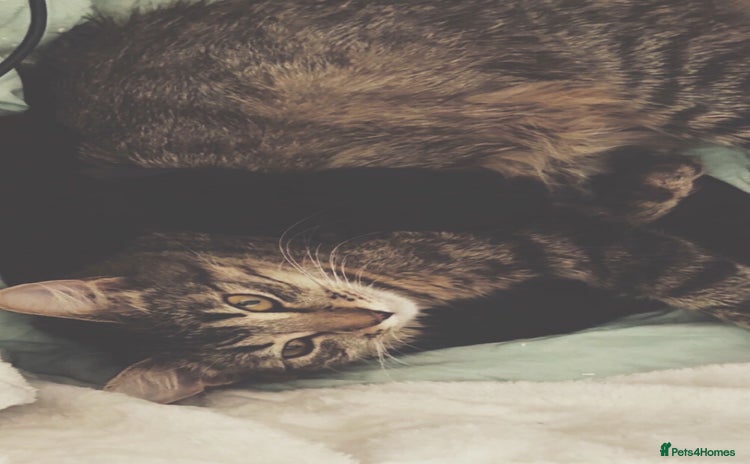 Ragdoll cats 4 male kittens for rehoming  - Advert 1