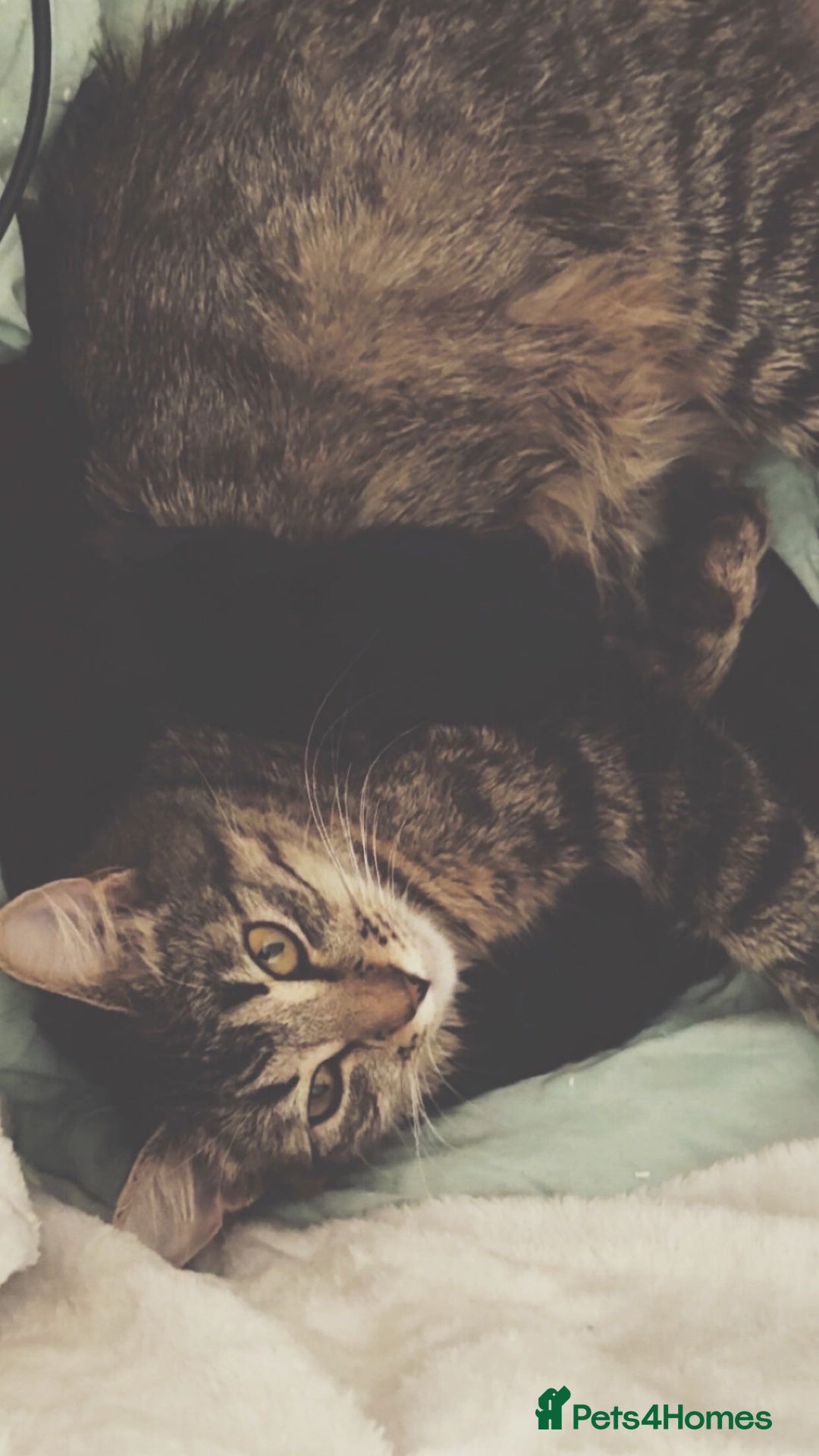 Ragdoll cats for sale: 4 male kittens for rehoming  - Advert 1