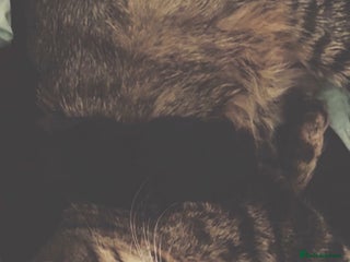 Ragdoll cats for sale: 4 male kittens for rehoming - Advert 1