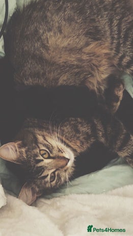 Ragdoll cats 4 male kittens for rehoming - Advert 3