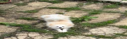 Japanese Spitz dogs for sale: Japanese spitz male  - Advert 4