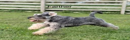 Miniature Schnauzer dogs for sale: Miniature Schnauzers KC/BVA/MAC Tested  - Advert 25