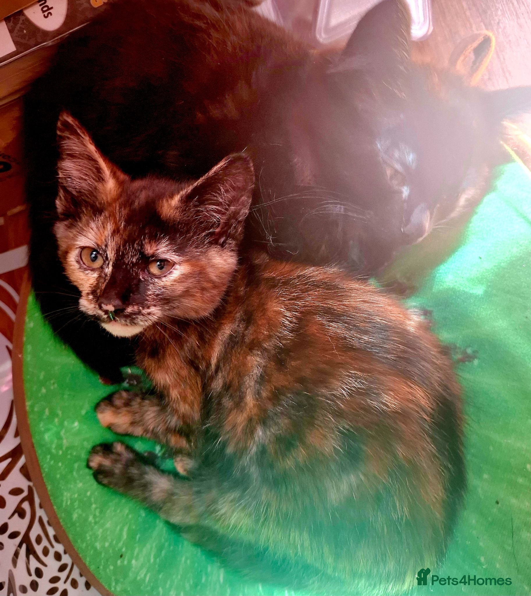 Mixed Breed cats Beautiful Kittens 😻 - Advert 1