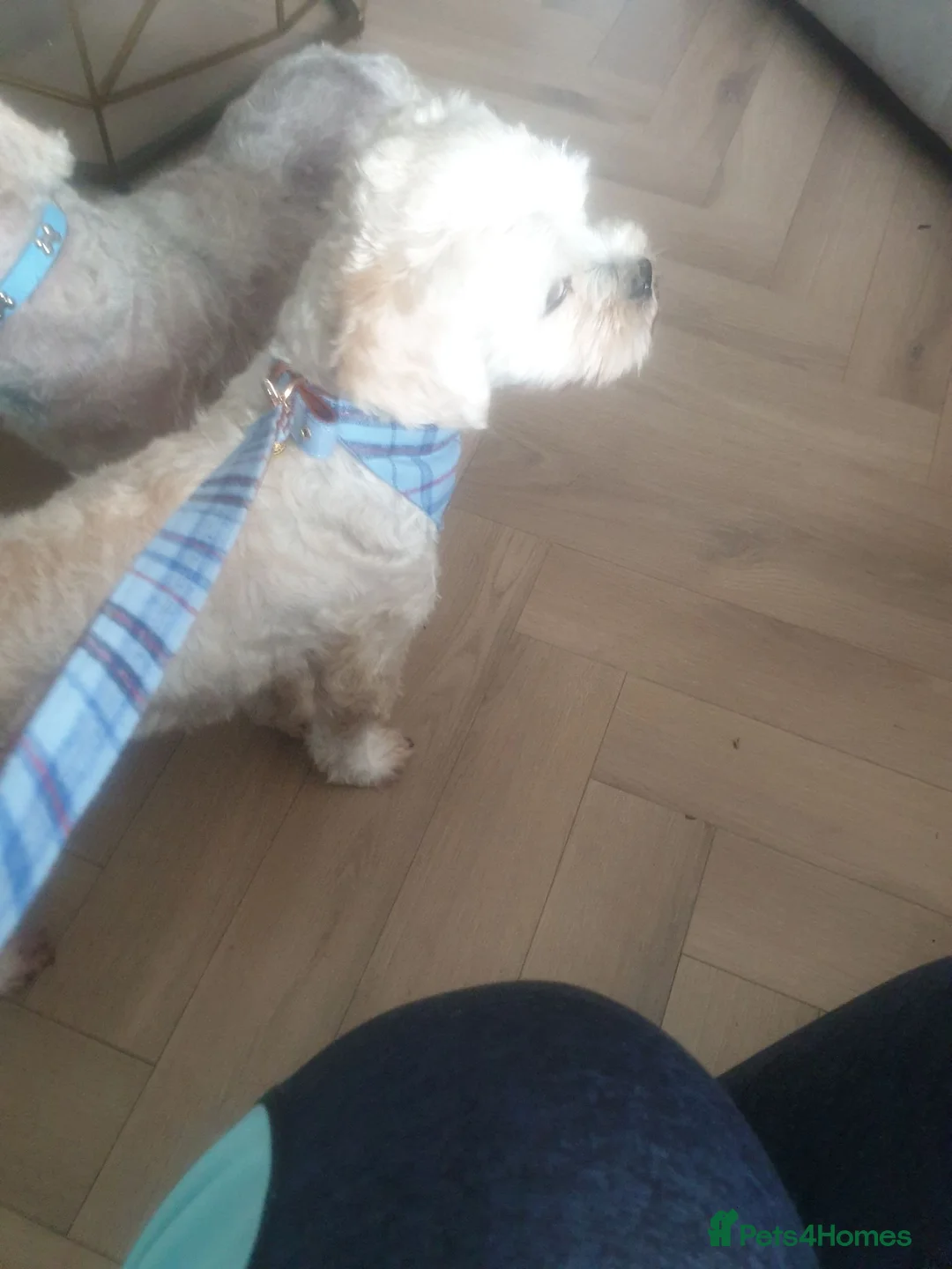 Mixed Breed dogs for sale: Flynn - Advert 2