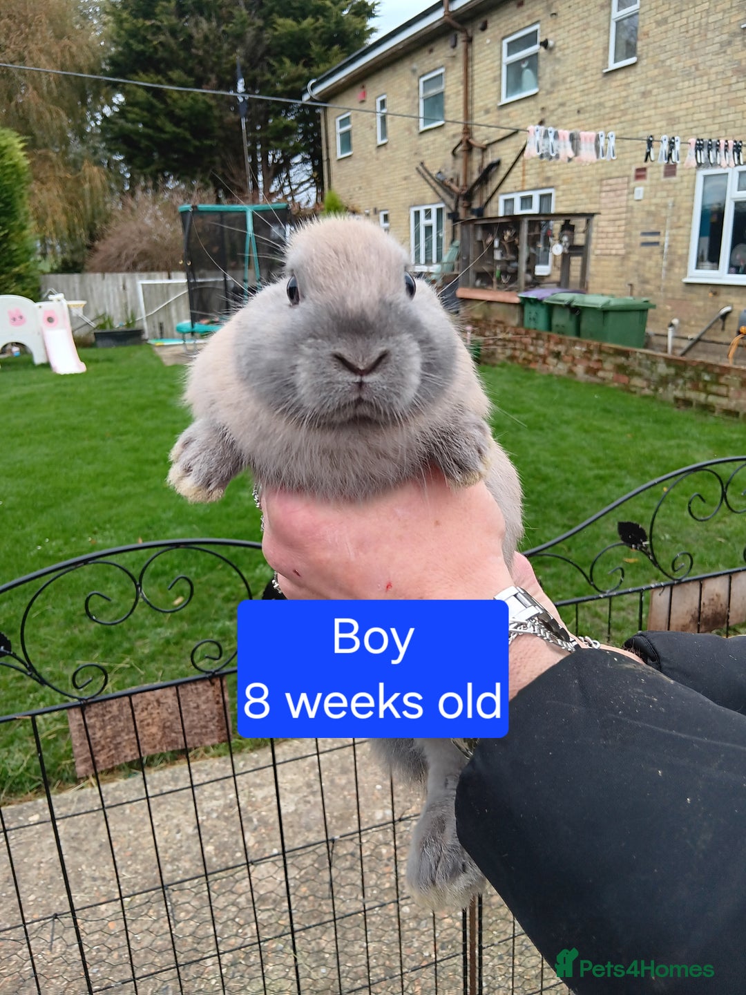 Netherland Dwarf rabbits for sale: Netherlands dwarf rabbits  - Advert 3