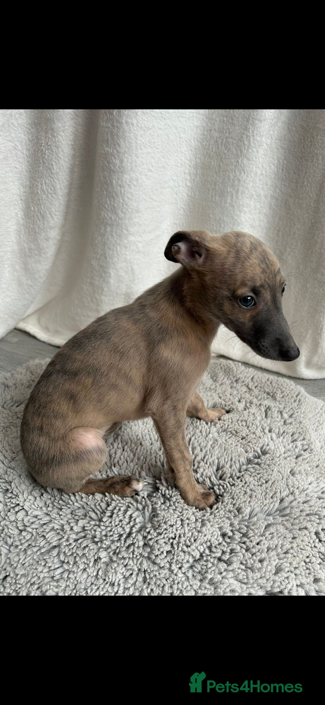 Whippet dogs for sale: Full kc registered whippets  - Image 6