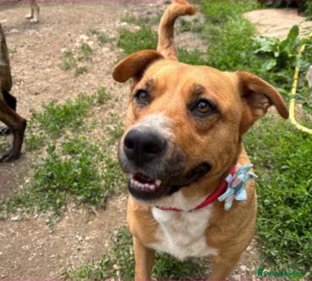 Mixed Breed dogs Zelda  - Advert 1
