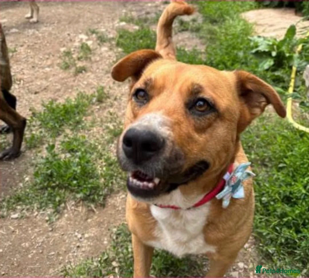 Mixed Breed dogs for adoption: Zelda  in Birmingham - Advert 1