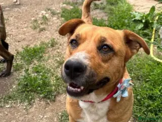 Mixed Breed dogs Zelda - Advert 16