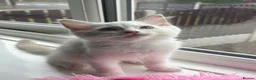 Ragdoll cats for sale: Gccf REDUCED kittens last cream bicolour rare boy - Advert 2