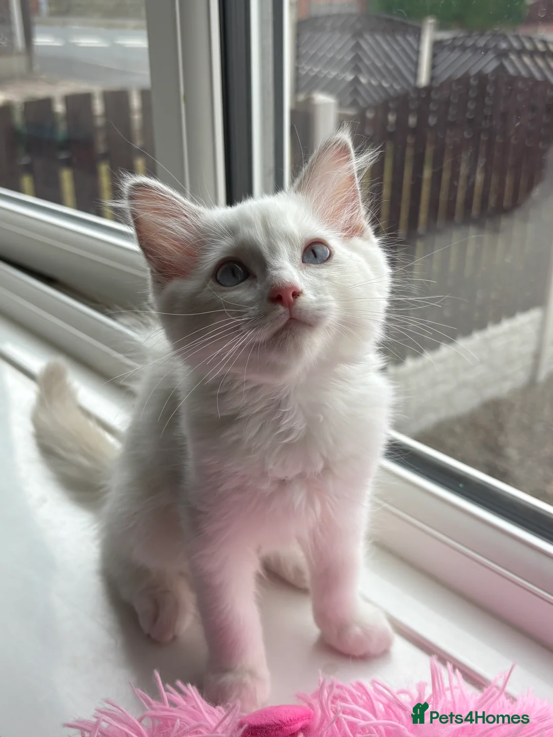 Ragdoll cats for sale: Gccf REDUCED kittens last cream bicolour rare boy - Advert 2